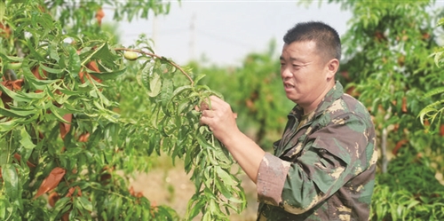 徐州■徐州：山间“桃管家”种出甜蜜果