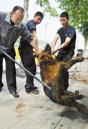 市民报警发现疯狗四辆警车围困抓捕
