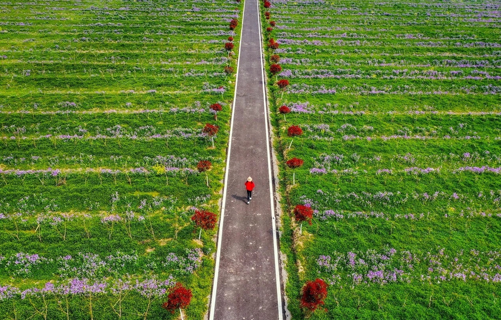 【乡村振兴】徐州铜山区黄集镇:黄河故道串起"富民"产业链
